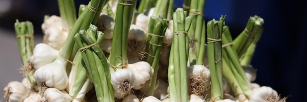 Cabezas de ajo con tallos verdes en el mercado propiedades útiles del concepto de ajo