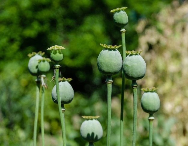 Cabezas de amapola llenas de tallos verdes en un campo en un día de verano.