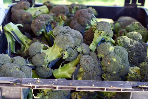 Foto cabezas de brócoli frescas en una caja listas para el transporte