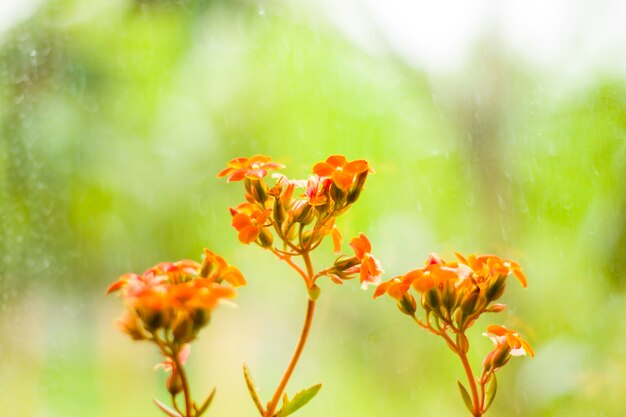 Cabezas de flores y plantas de naranja, planta de interior, durante el día