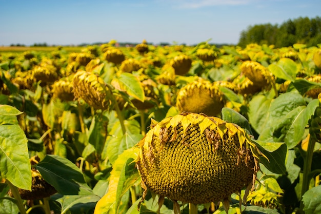 Cabezas de girasoles en el campo durante la maduración.