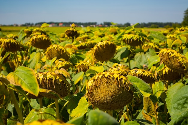 Cabezas de girasoles en el campo durante la maduración.