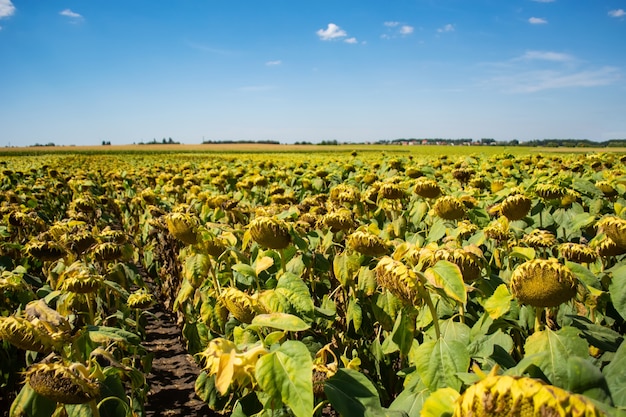 Cabezas de girasoles en el campo durante la maduración.