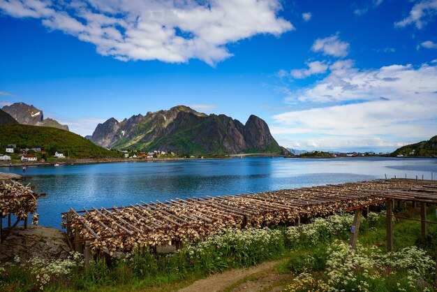 Cabezas de pescado de las islas Lofoten secándose en rejillas