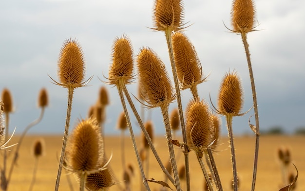 Cabezas secas de semillas de teasel