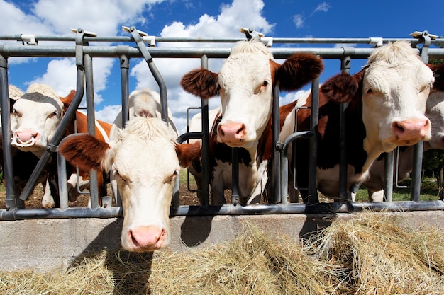 Cabezas de vaca en tierras de cultivo en verano