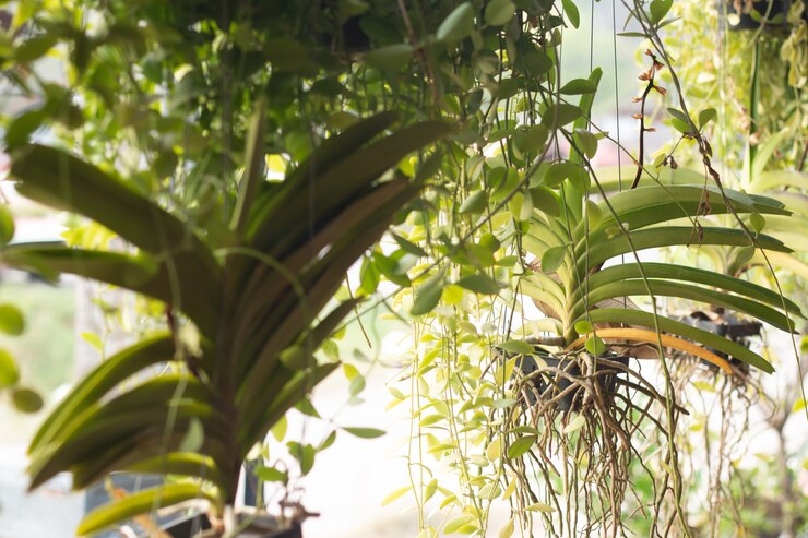 Foto cabides decorativos de plantas de macramé no restaurante