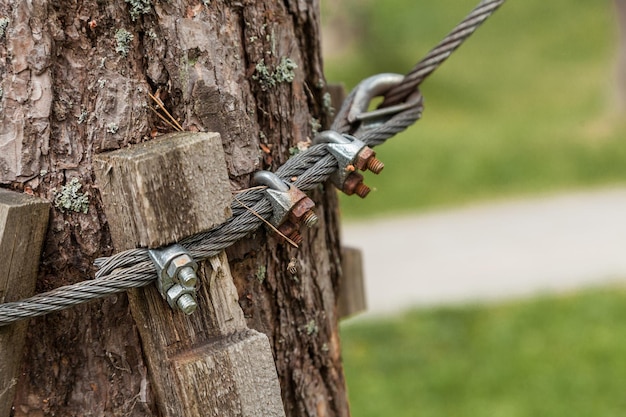 El cable está conectado alrededor del árbol.