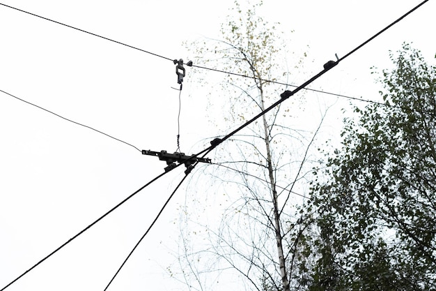 Cables para el tráfico de tranvías contra el cielo y los árboles