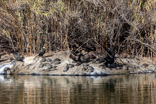 Cabo cormorant Phalacrocorax capensis e tartaruga Trachemys scripta closeup