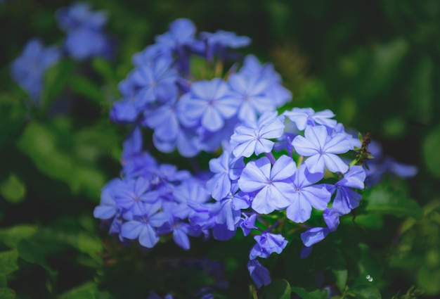 Cabo leadwort o plumbago blanco,