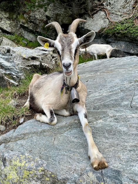 Foto cabra acostada en la piedra