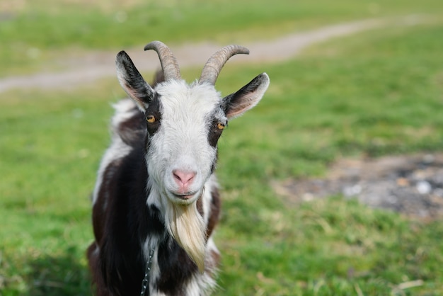 Cabra alegre engraçada que pasta em um gramado verde. Feche o retrato de uma cabra engraçada. Animal de fazenda. A cabra está olhando para a câmera.