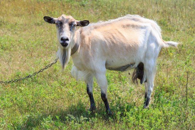 Cabra atada con una cadena de hierro pastando en el campo en un día de verano