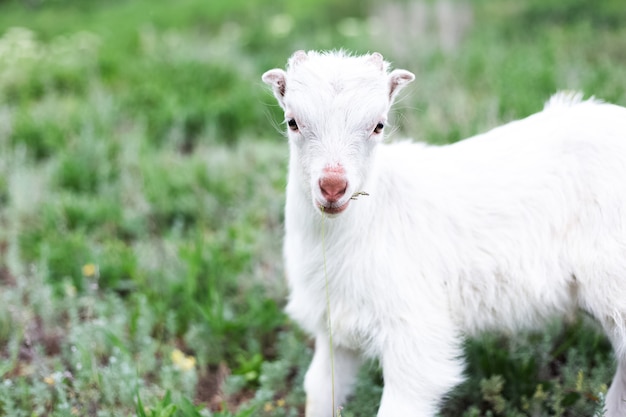 Cabra bebé blanco lindo en la hierba verde del prado.