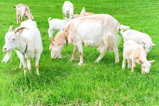 Cabra blanca con cabrito en hierba verde