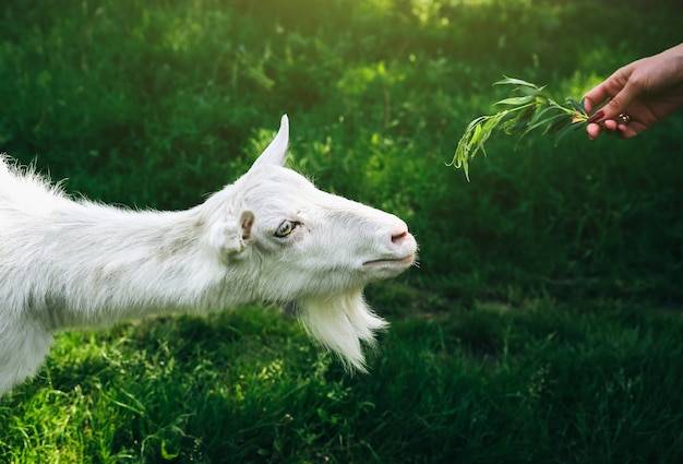 Cabra blanca comiendo sauce. La mujer está alimentando a los animales domésticos en la naturaleza.