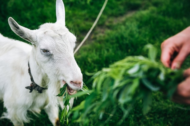 Cabra blanca comiendo sauce. La mujer está alimentando a los animales domésticos en la naturaleza.