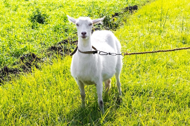 Foto una cabra blanca en una corda en un campo en un pasto