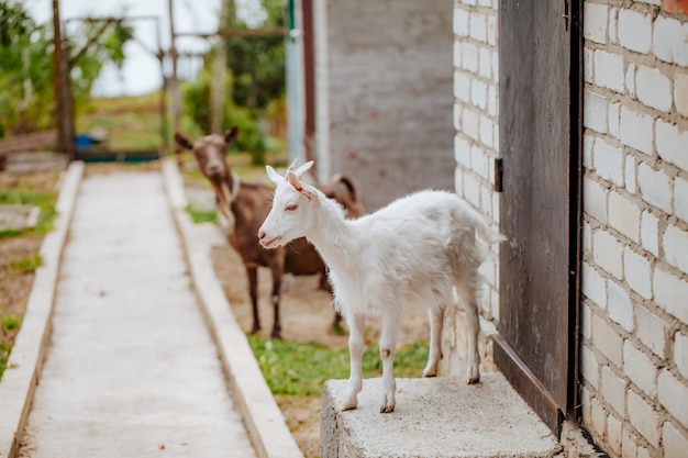 cabra blanca en el corral