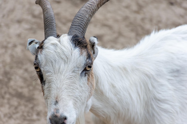 Una cabra blanca con cuernos y manchas marrones cerca de los ojos