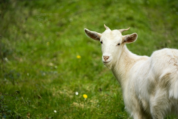 Cabra blanca con cuernos mirando directamente con pasto verde