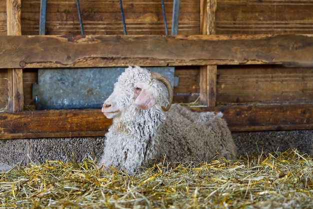 Foto cabra blanca en el establo cabras domésticas en la granja una linda cabra de lana de angora