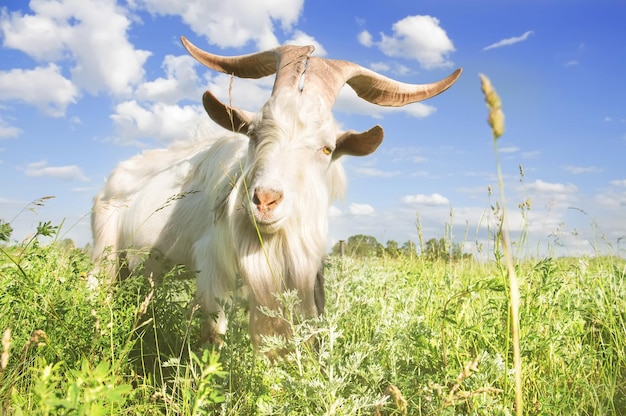 Cabra blanca con grandes cuernos pastando en un prado de verano de cerca