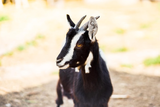 Foto cabra blanca y negra con cuernos en el parque