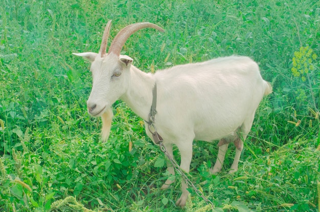 Cabra blanca pastando en el campo