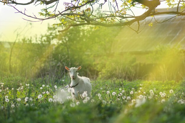 Cabra blanca en el patio. Cabra en un campo verde. Inicio cabra en una granja al aire libre