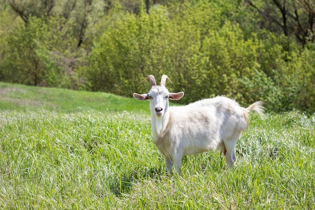 Cabra blanca en un prado verde