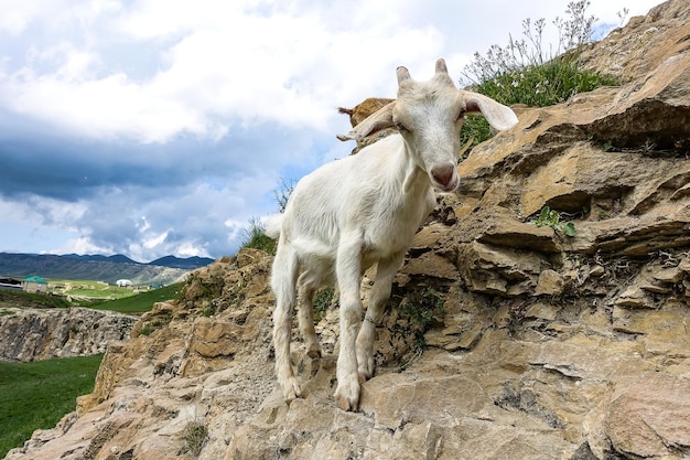 Cabra blanca en el valle de Khunzakh en las rocas Cascadas de Khunzakh Daguestán 2021