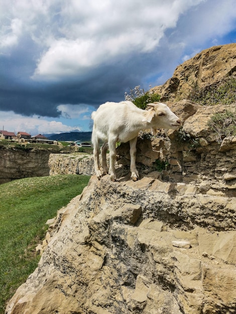 Cabra blanca en el valle de Khunzakh en las rocas Cascadas de Khunzakh Daguestán 2021