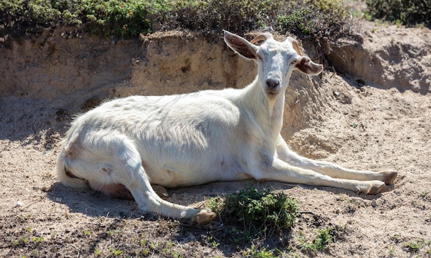 Cabra blanca yace en el suelo mirando a la cámara después de pasto mamífero cornudo Cyclades Island Grecia