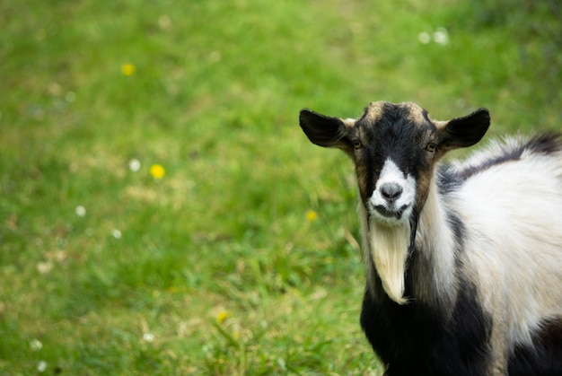 Cabra en blanco y negro mirando directamente con pasto verde en el fondo Animales de vida silvestre