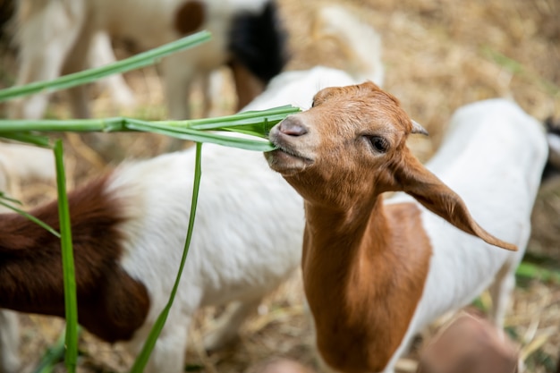 Cabra branca comendo grama marrom