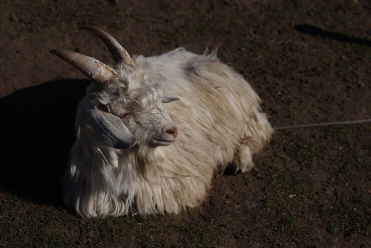 Foto cabra branca dormindo no campo
