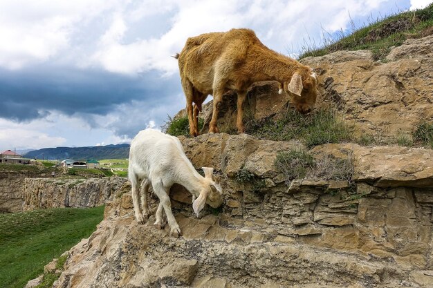 Cabra branca e ovelha no vale de Khunzakh nas rochas cachoeiras de Khunzakh Daguestão 2021