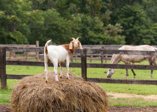 Cabra branca em fardos de palha no campo de fazenda