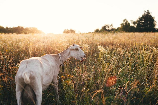 La cabra se para en el campo al atardecer Cabrito joven en un campo fresco de verano al amanecer