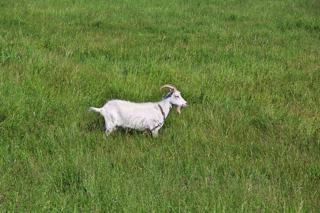 Foto la cabra en campo en bielorrusia