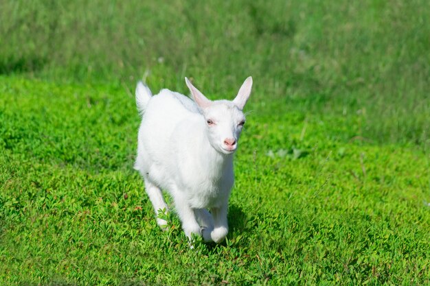 Cabra en un campo de trigo