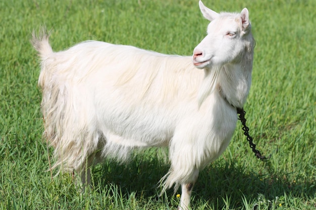 Cabra en un campo