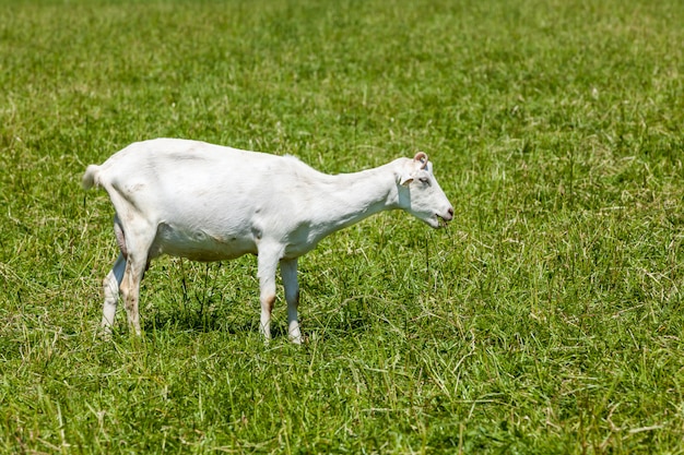 Cabra en el campo