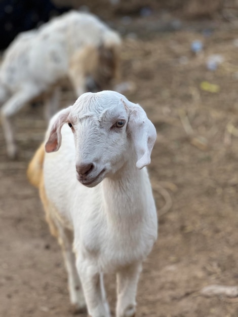 Una cabra con la cara blanca se encuentra en un campo de tierra.