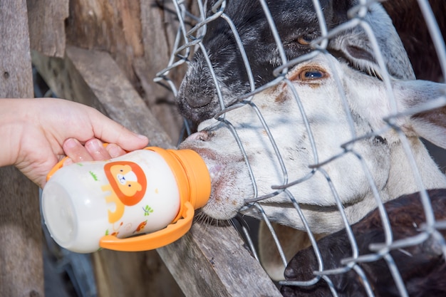 cabra chupando leche a mano niño en la granja