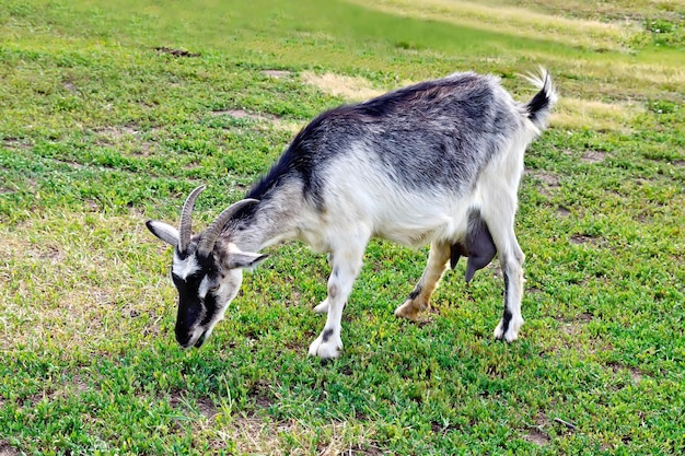 Cabra cinza e branca em um fundo de grama verde