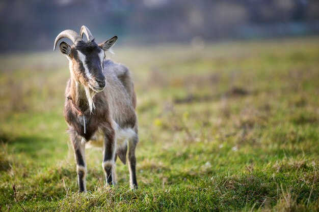 Cabra com chifres longos e barba em um campo gramado