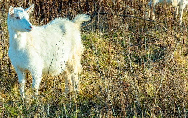 Cabra comendo grama murcha Gado em um pasto Cabra branca Gado em uma fazenda de aldeia Gado em uma fazenda de aldeia